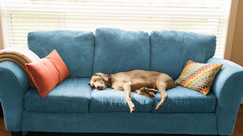 How to get the smell out of a couch? Natural remedies
