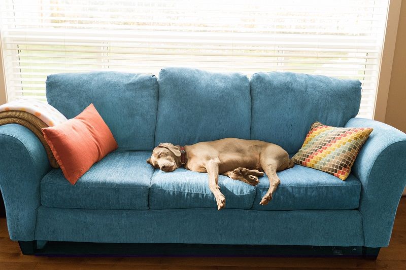 How to get the smell out of a couch?