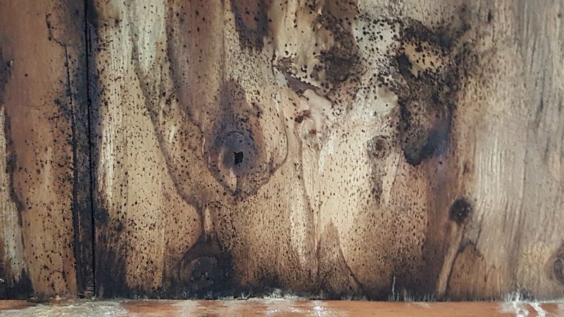 How to remove black mold from wood