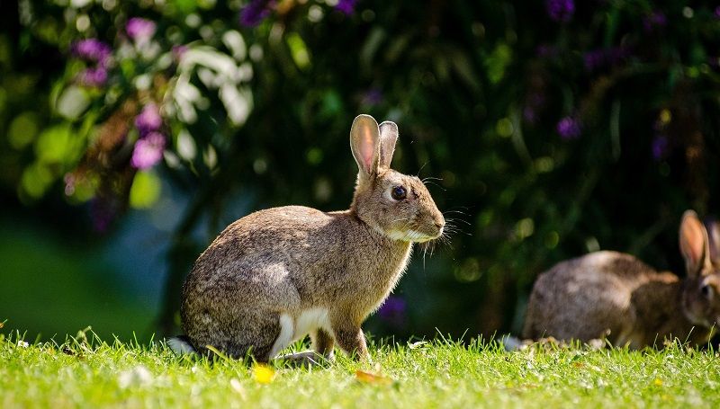 How to keep rabbits out of garden