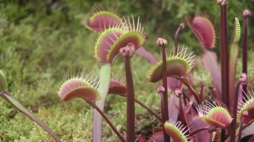 How to Do Venus Fly Trap Care