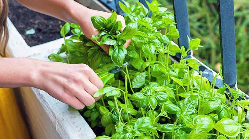 Steps for Growing Basil in Pots