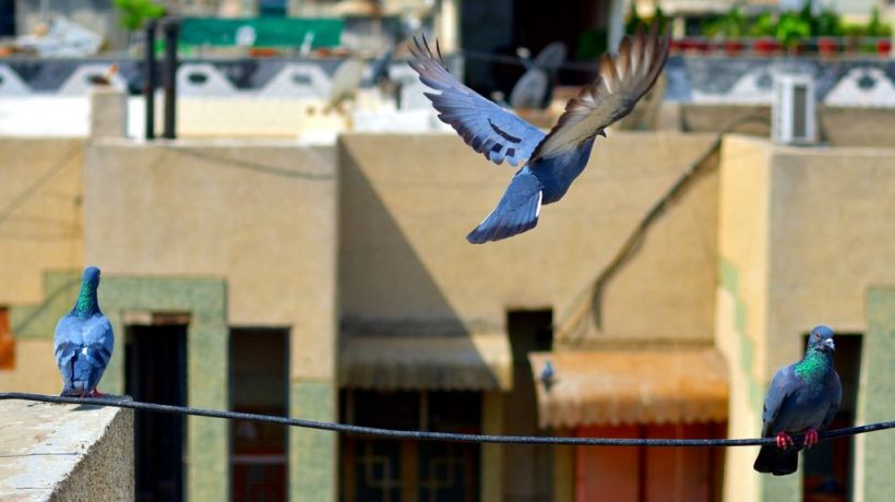 How to Get Rid of Pigeons Without Hurting Them