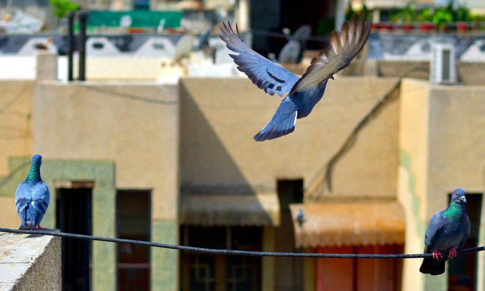 how to get rid of pigeons without hurting them