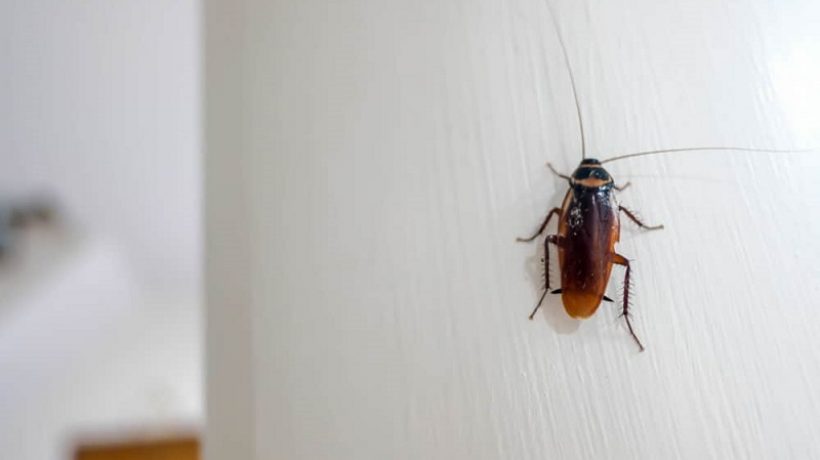 How to get rid of cockroaches in kitchen cabinets
