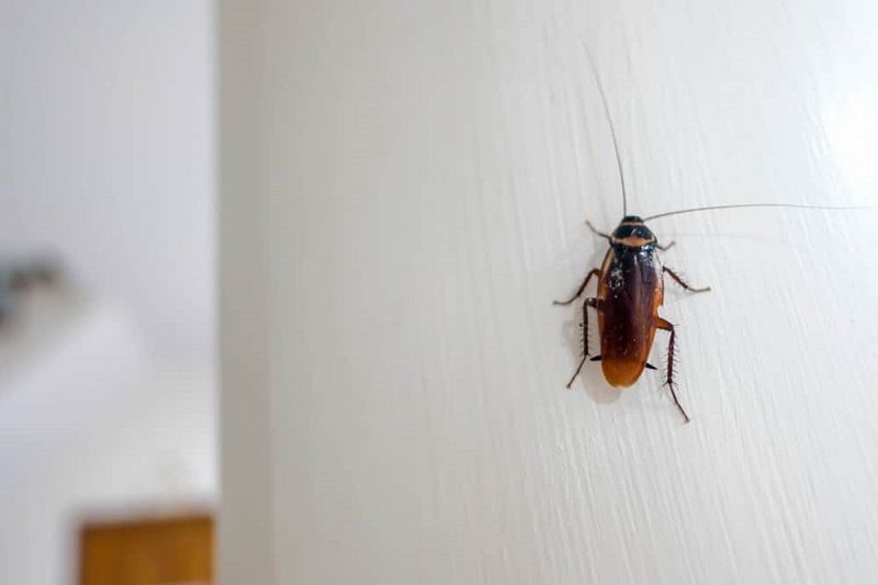 How to get rid of cockroaches in kitchen cabinets