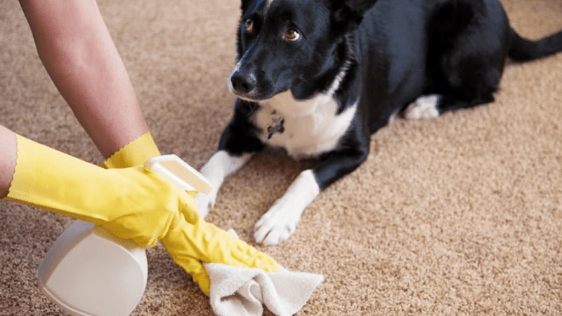 How to get dog poop out of carpet