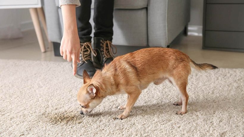 How to get dog poop out of carpet