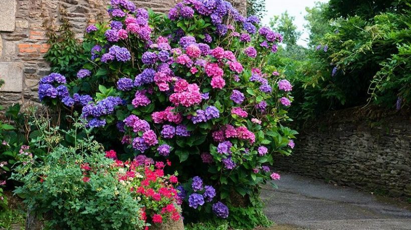 When and Where Is the Best Time to Plant Hydrangeas?