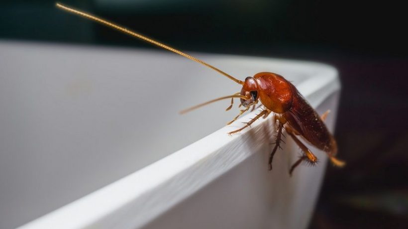 What Kills Texas Roaches?