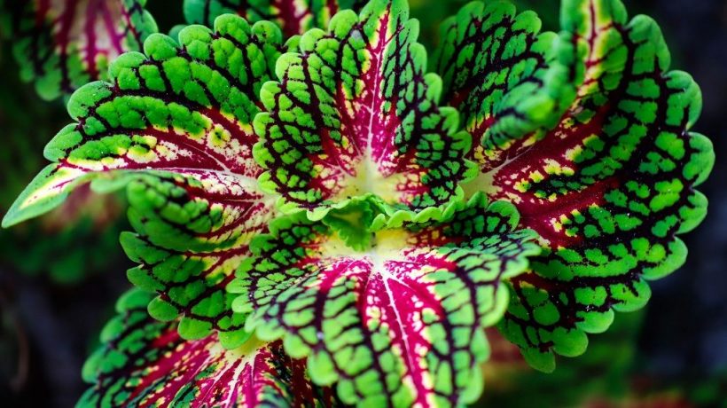 Coleus Plant Care: Enhance Your Indoor and Outdoor Spaces with Vibrant Foliage