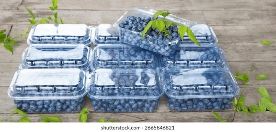Fresh blueberries in clear plastic pint container showing typical grocery store packaging
